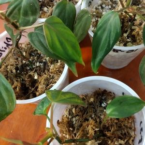 Philodendron Micans starter plant   × 2